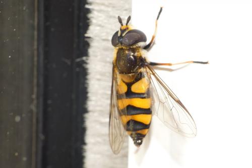 Réf. 253 719 : Didea fasciata